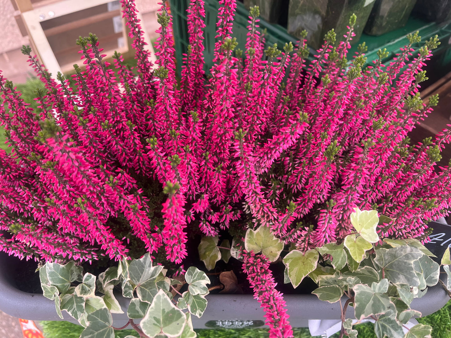 Heather Trough