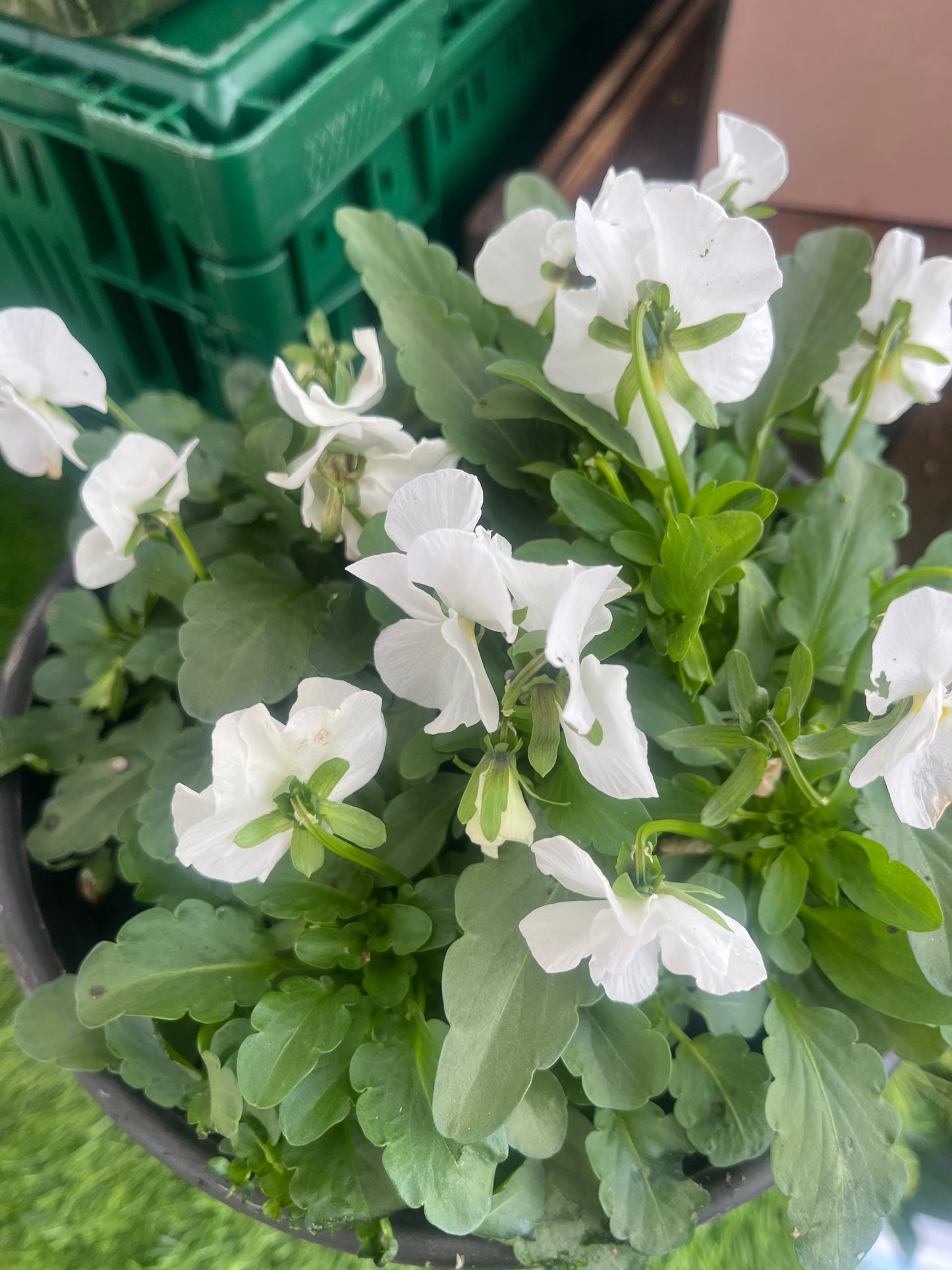 Small bedding pot