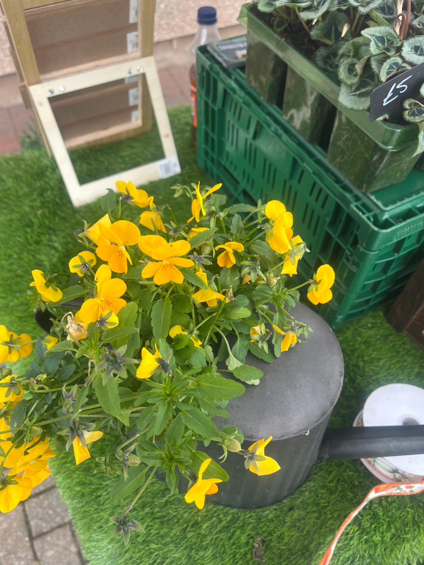 Watering Can planter