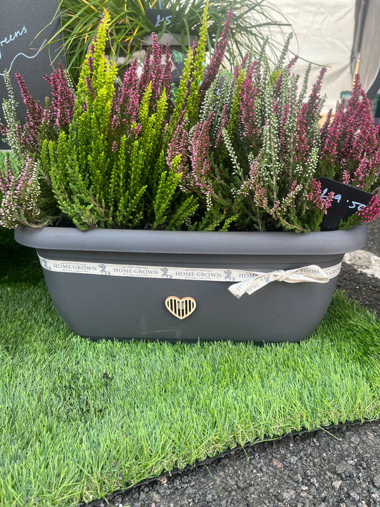 Evergreen Trough