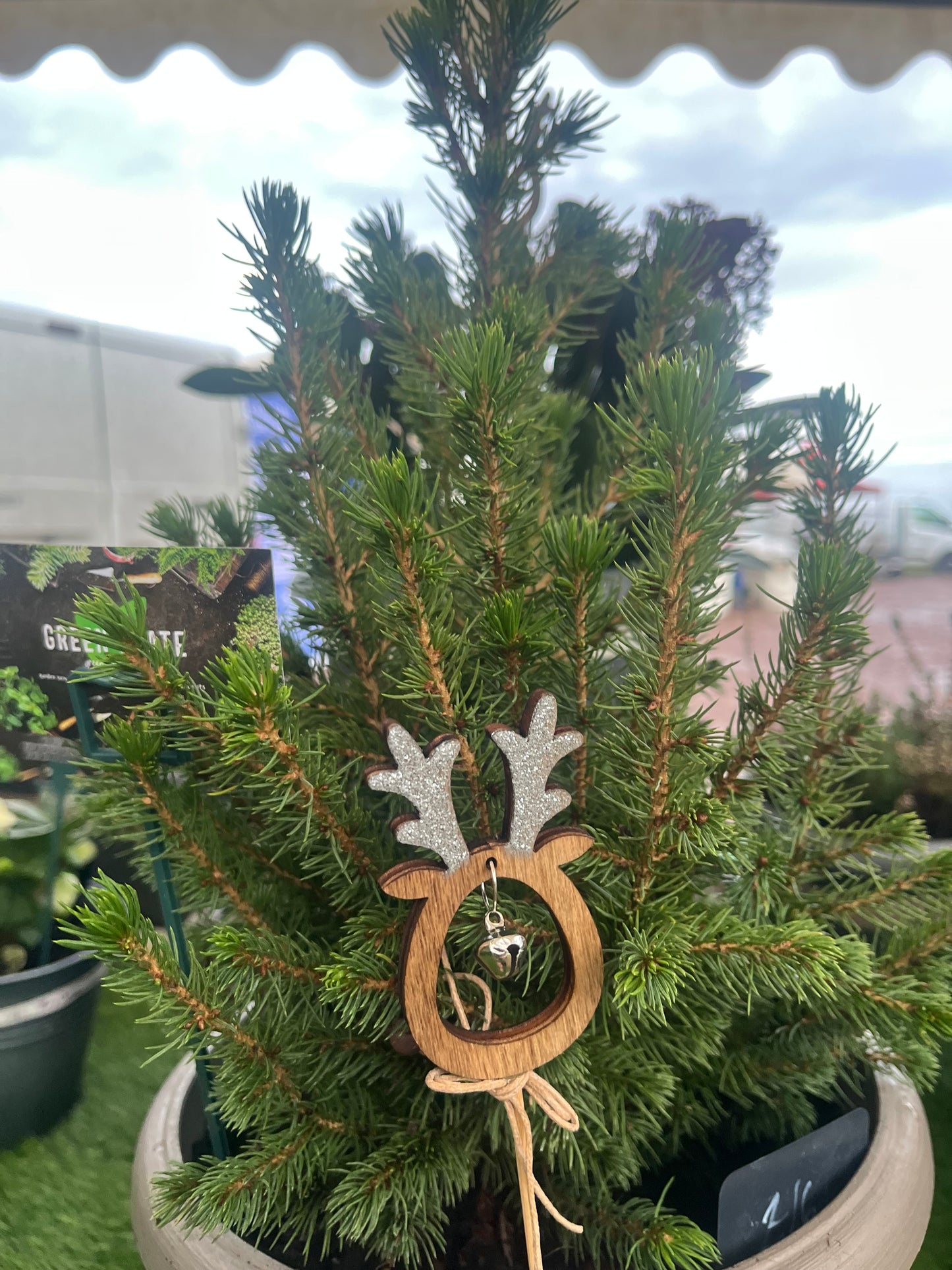 Small Potted Christmas Tree