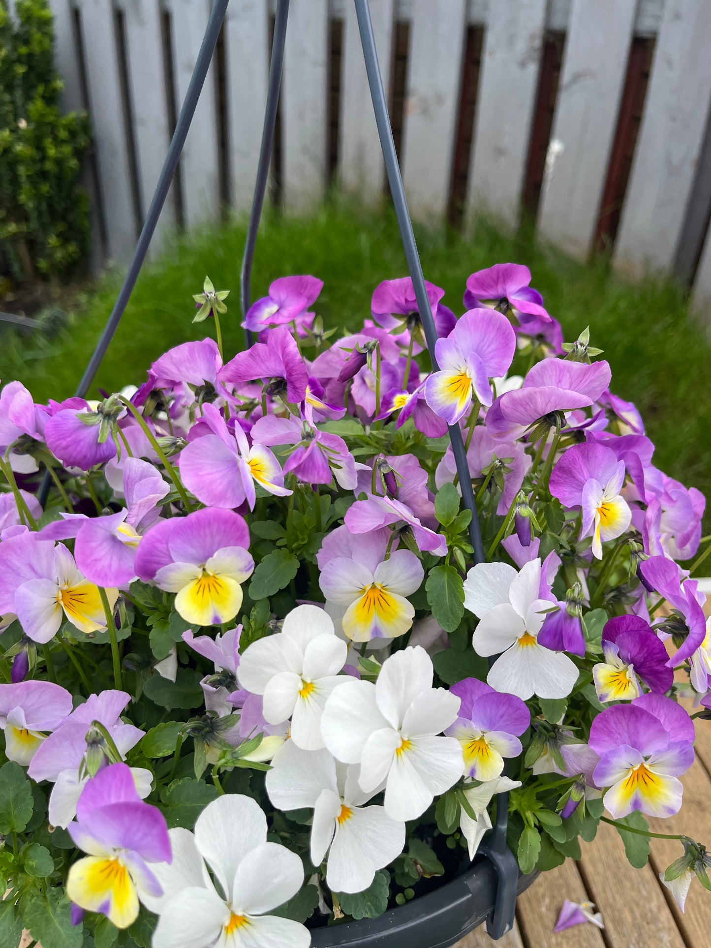 Autumn Bedding Hanging Basket