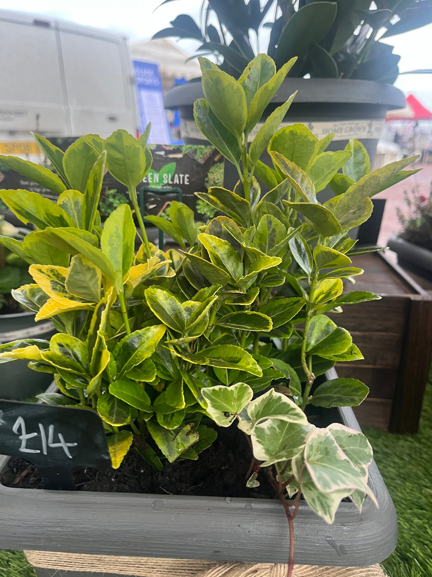 Evergreen Cube Planter