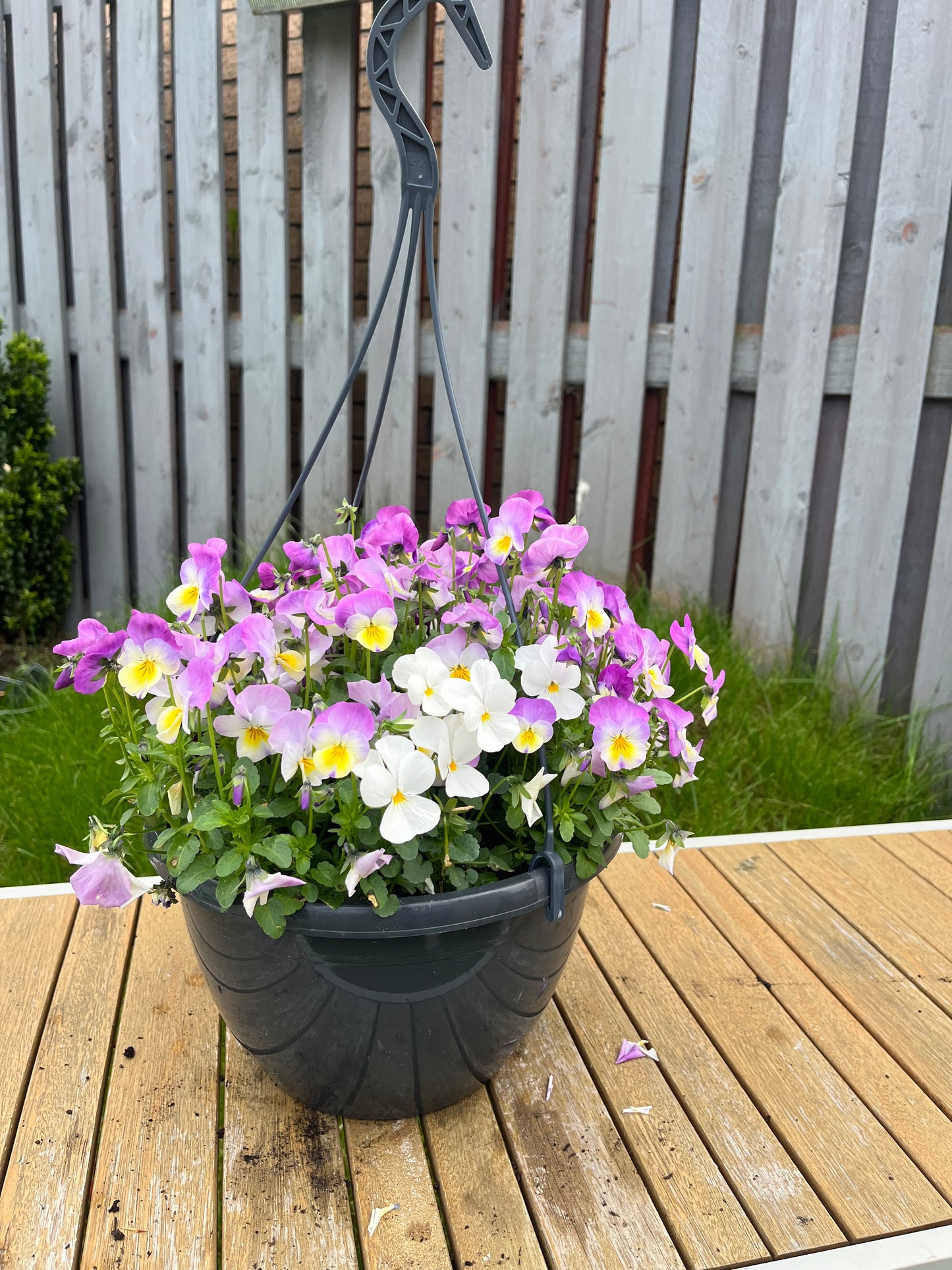 Autumn Bedding Hanging Basket