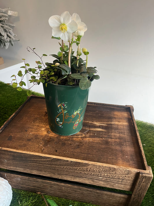 Hellebore Christmas Carol - small tin