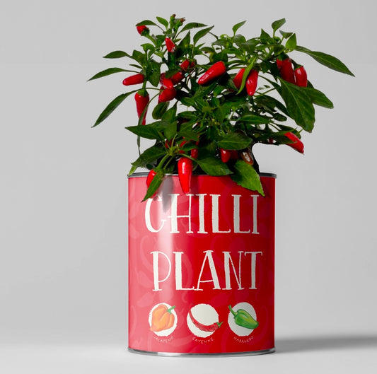 Grow Your Own - Chilli Plants