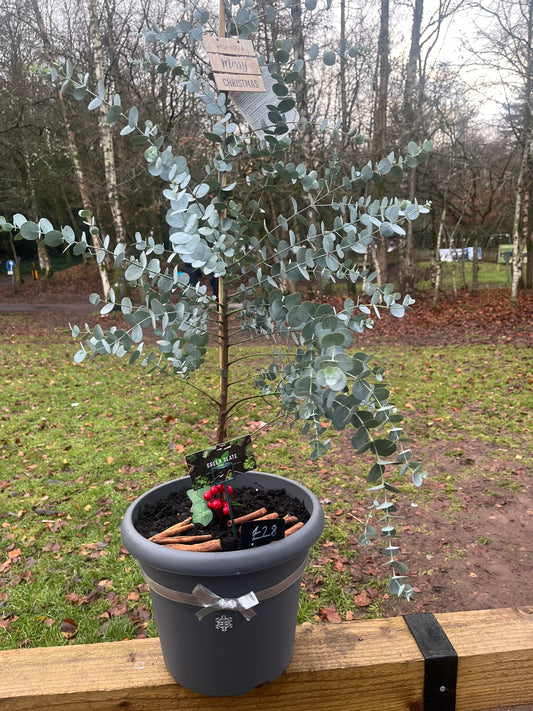 Eucalyptus 'Azura'